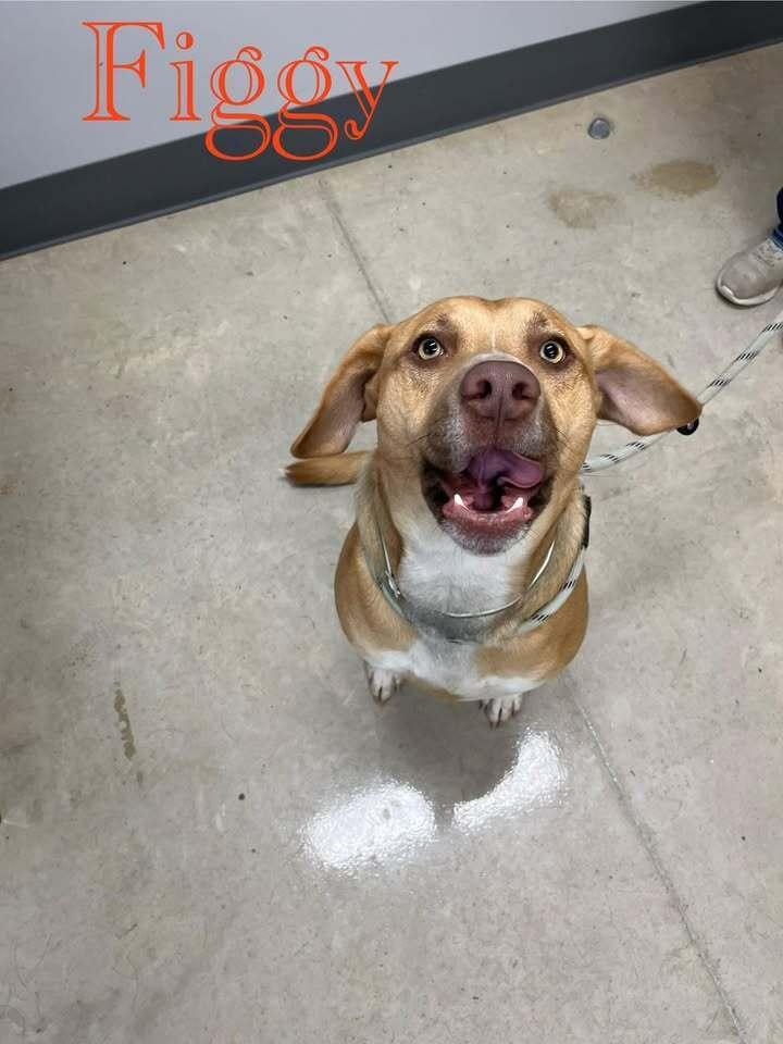 Figgy, a Adoptable mixed breed in Hillsboro, OH image 3/4