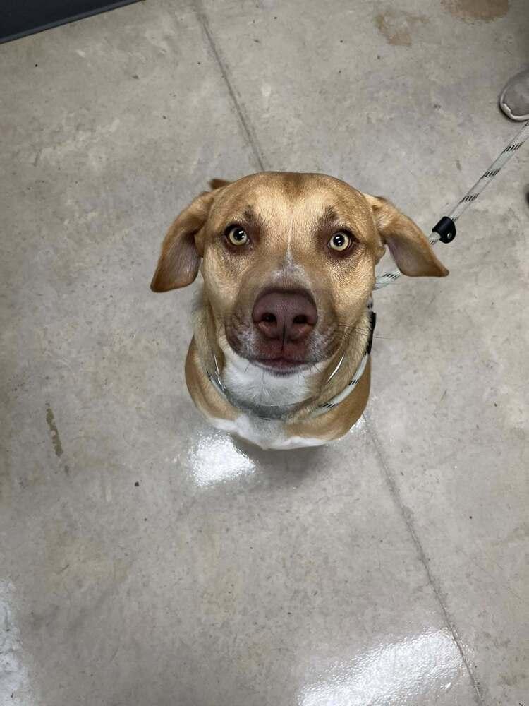 Figgy, a Adoptable mixed breed in Hillsboro, OH image 4/4