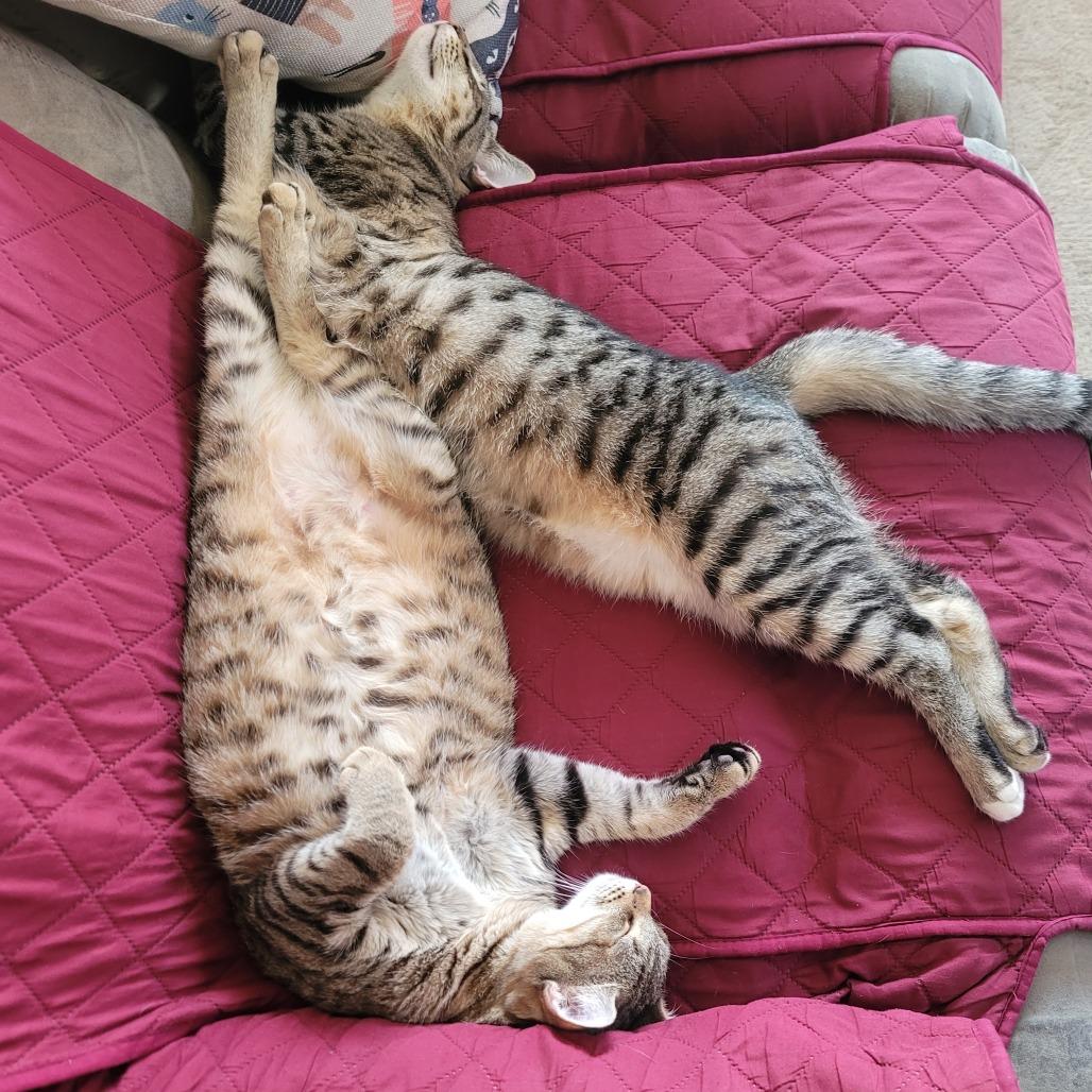 Kit Kat
