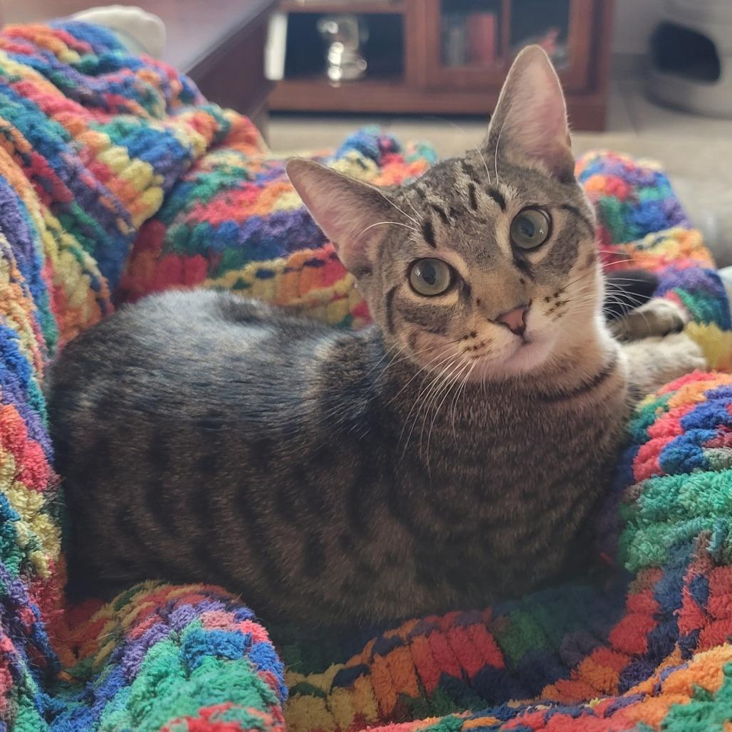 Kit Kat