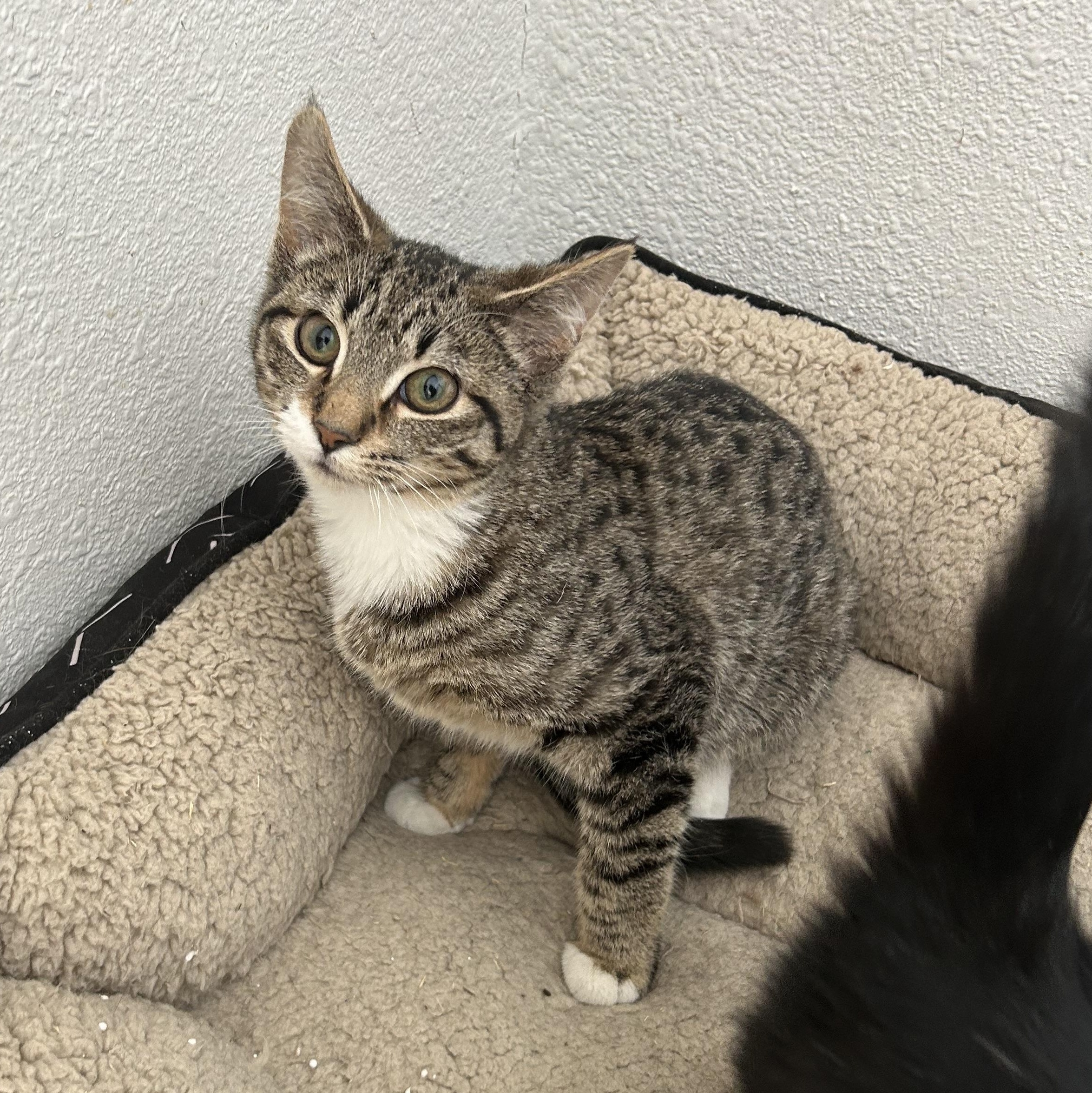 Enlarge Mouse, a Adoptable Domestic Short Hair in Eagle River, WI image 1/1