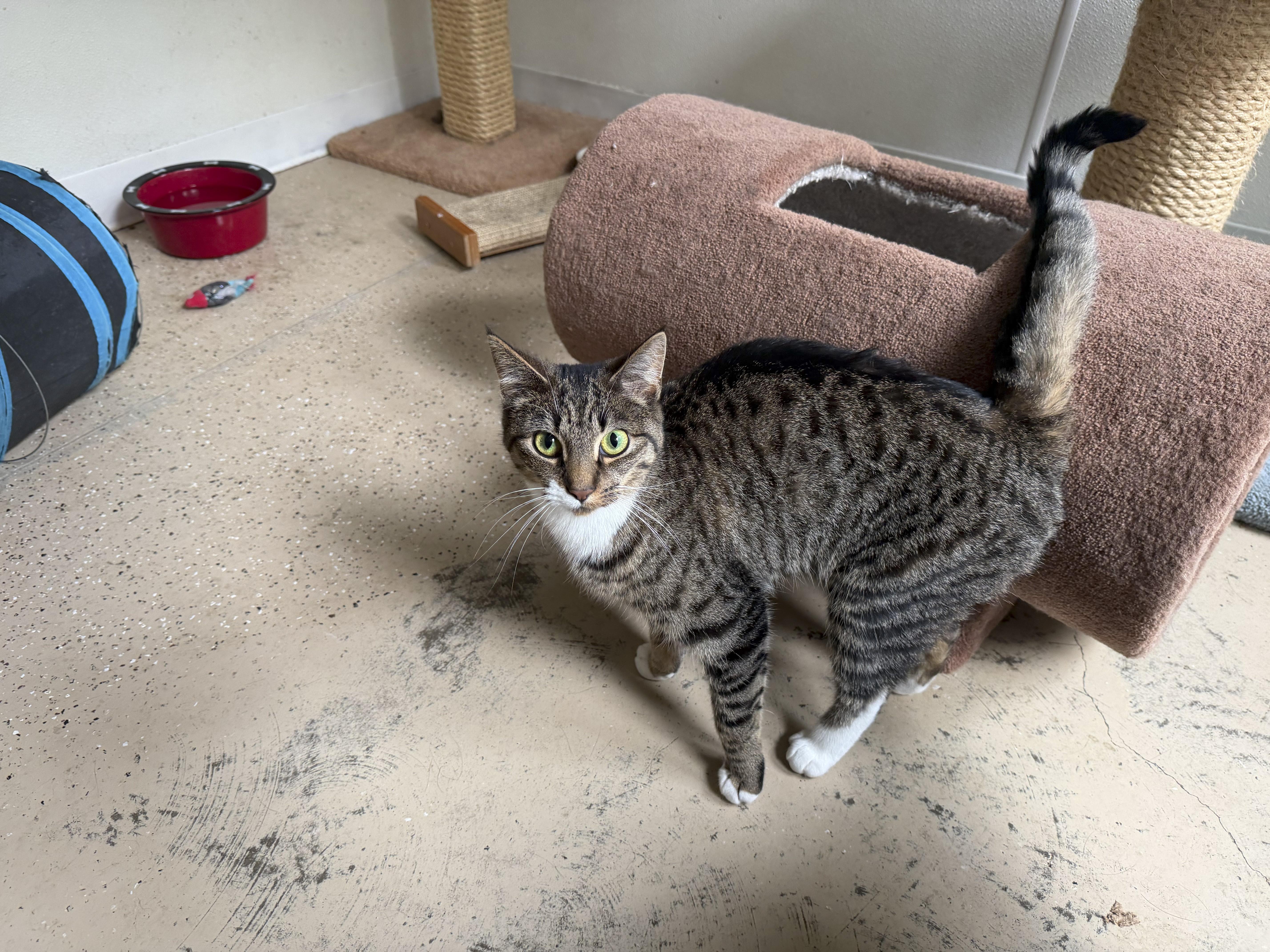 Mouse, Adoptable, Young Female Domestic Short Hair.