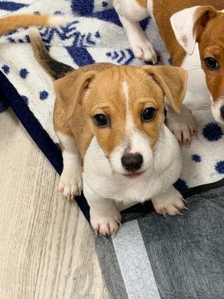 Enlarge Mijo, a Adopted mixed breed in Annapolis, MD image 1/4