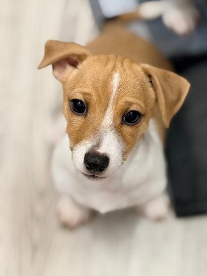 Enlarge Mijo, a Adopted mixed breed in Annapolis, MD image 2/4