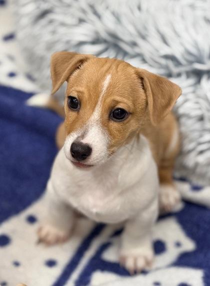 Enlarge Mijo, a Adopted mixed breed in Annapolis, MD image 3/4