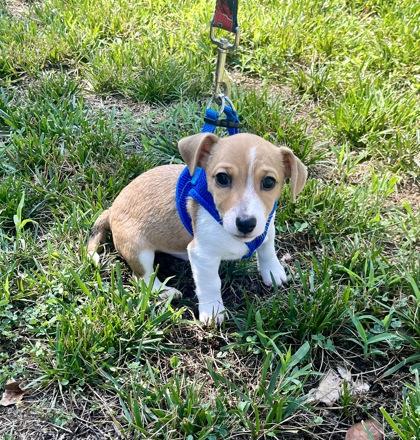 Enlarge Mijo, a Adopted mixed breed in Annapolis, MD image 4/4