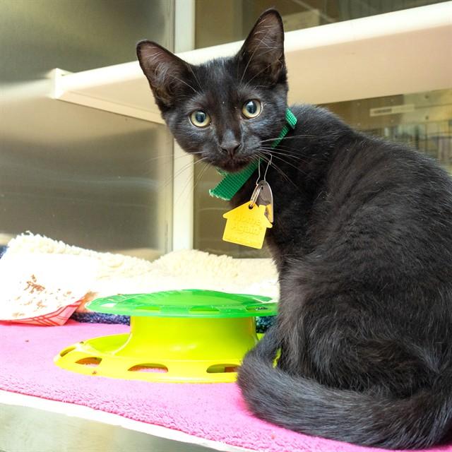 BUMBLEBEE, Adoptable, Kitten Male Domestic Short Hair.