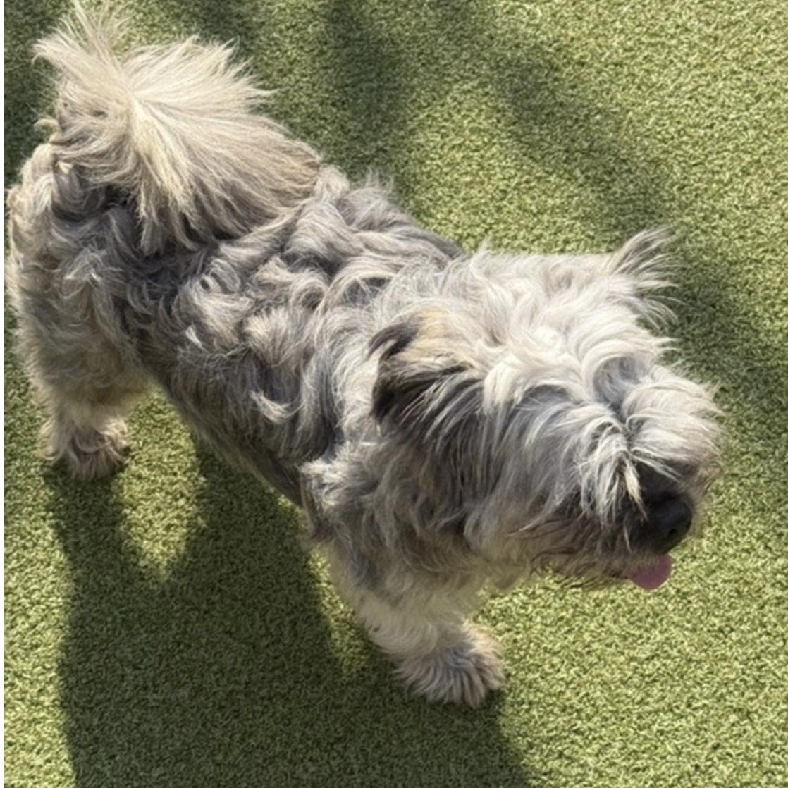 Enlarge BRANSON, a Adopted mixed breed in danbury, CT image 5/6