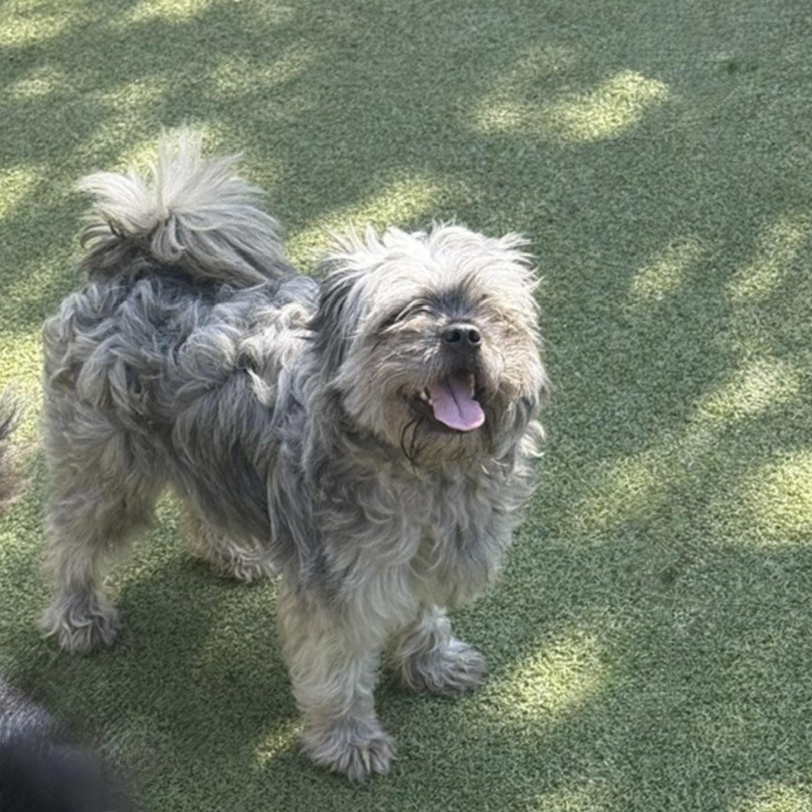 Enlarge BRANSON, a Adopted mixed breed in danbury, CT image 4/6