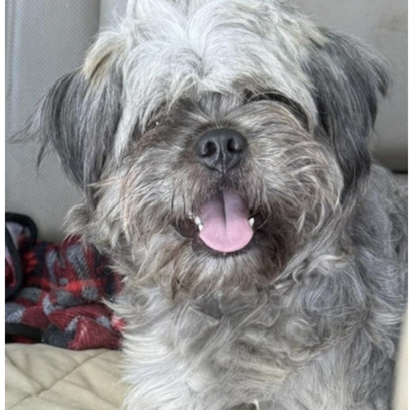 Enlarge BRANSON, a Adopted mixed breed in danbury, CT image 3/6
