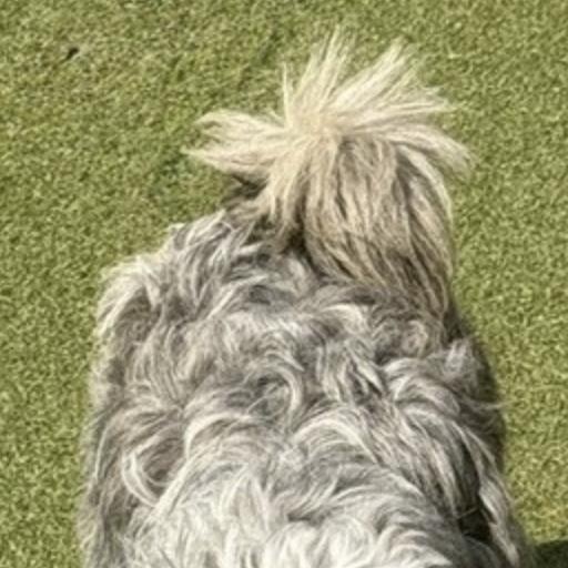 Enlarge BRANSON, a Adopted mixed breed in danbury, CT image 6/6