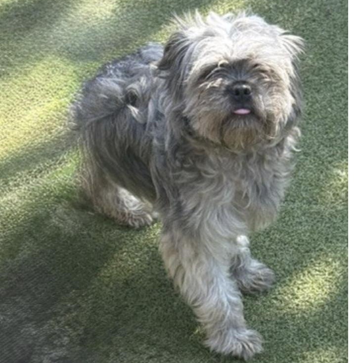 Enlarge BRANSON, a Adopted mixed breed in danbury, CT image 2/6
