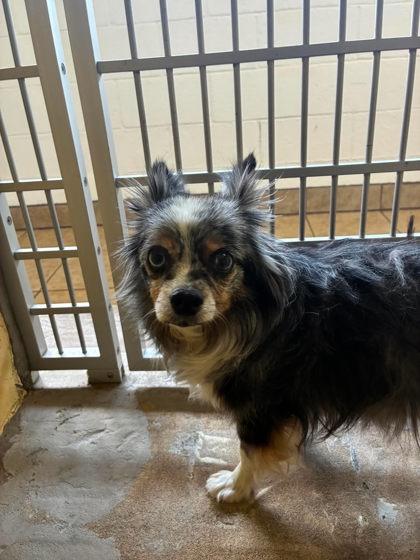 Enlarge Banditt, an adoptable Mixed Breed in Canon City, CO image 1/1