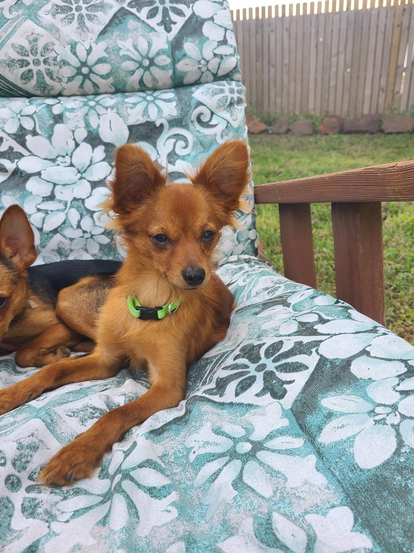 Dog for adoption Xan, a Chihuahua Mix in Broken Arrow, OK Petfinder