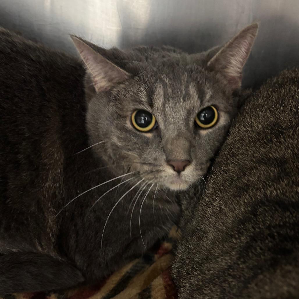Enlarge Lucy Lu, a Adoptable Domestic Short Hair in Grand Rapids, MI image 1/1