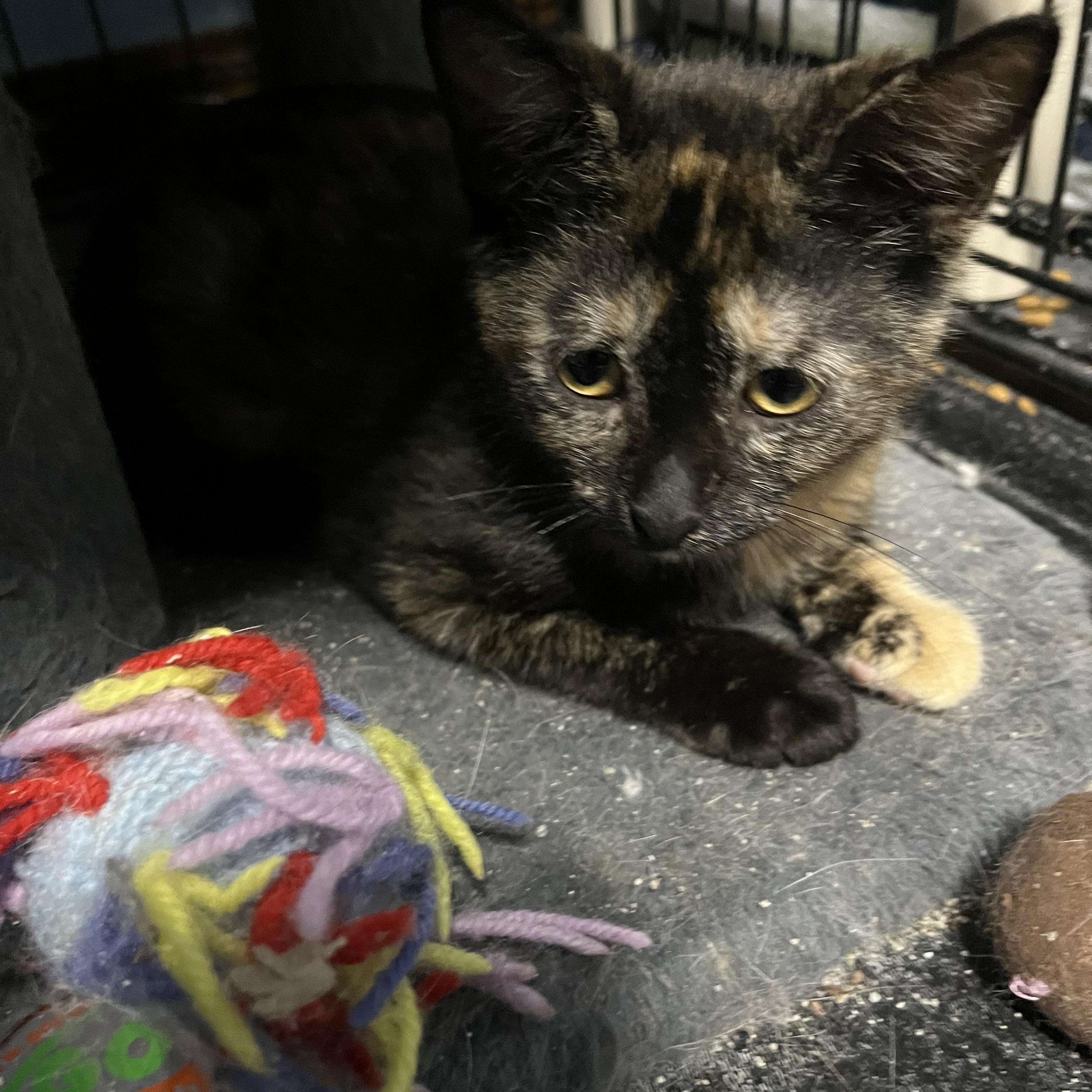 Spice, Adopted, Kitten Female Tortoiseshell.