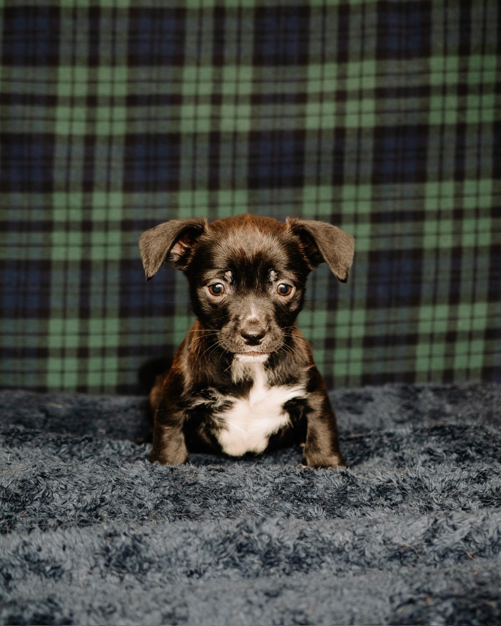 Enlarge Natalie, a ADOPTABLE mixed breed in Simsbury, CT image 1/1