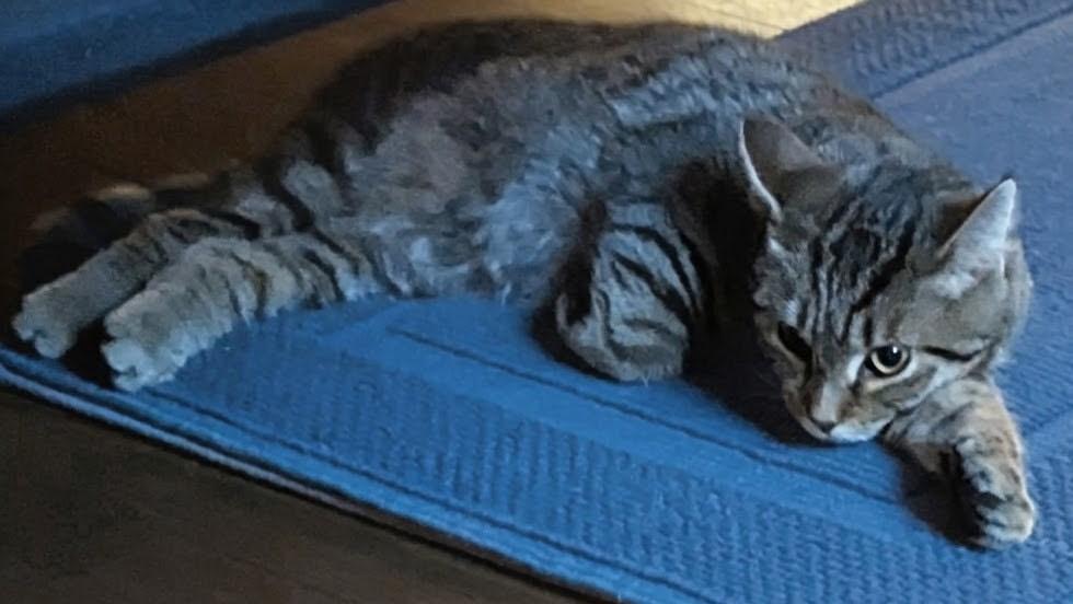 Enlarge Malcolm & Cassie, an adopted Domestic Short Hair in Yardley, PA image 2/6