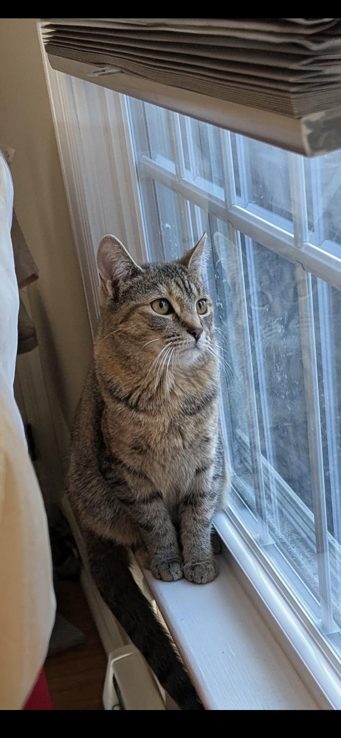 Enlarge Malcolm & Cassie, an adopted Domestic Short Hair in Yardley, PA image 4/6