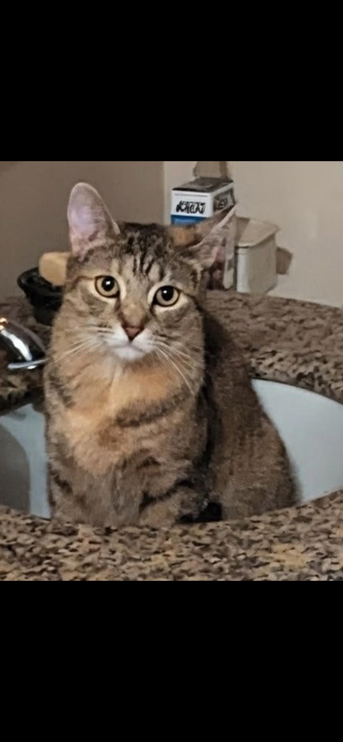 Enlarge Malcolm & Cassie, an adopted Domestic Short Hair in Yardley, PA image 6/6