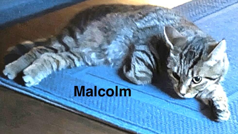 Enlarge Malcolm & Cassie, an adopted Domestic Short Hair in Yardley, PA image 5/6