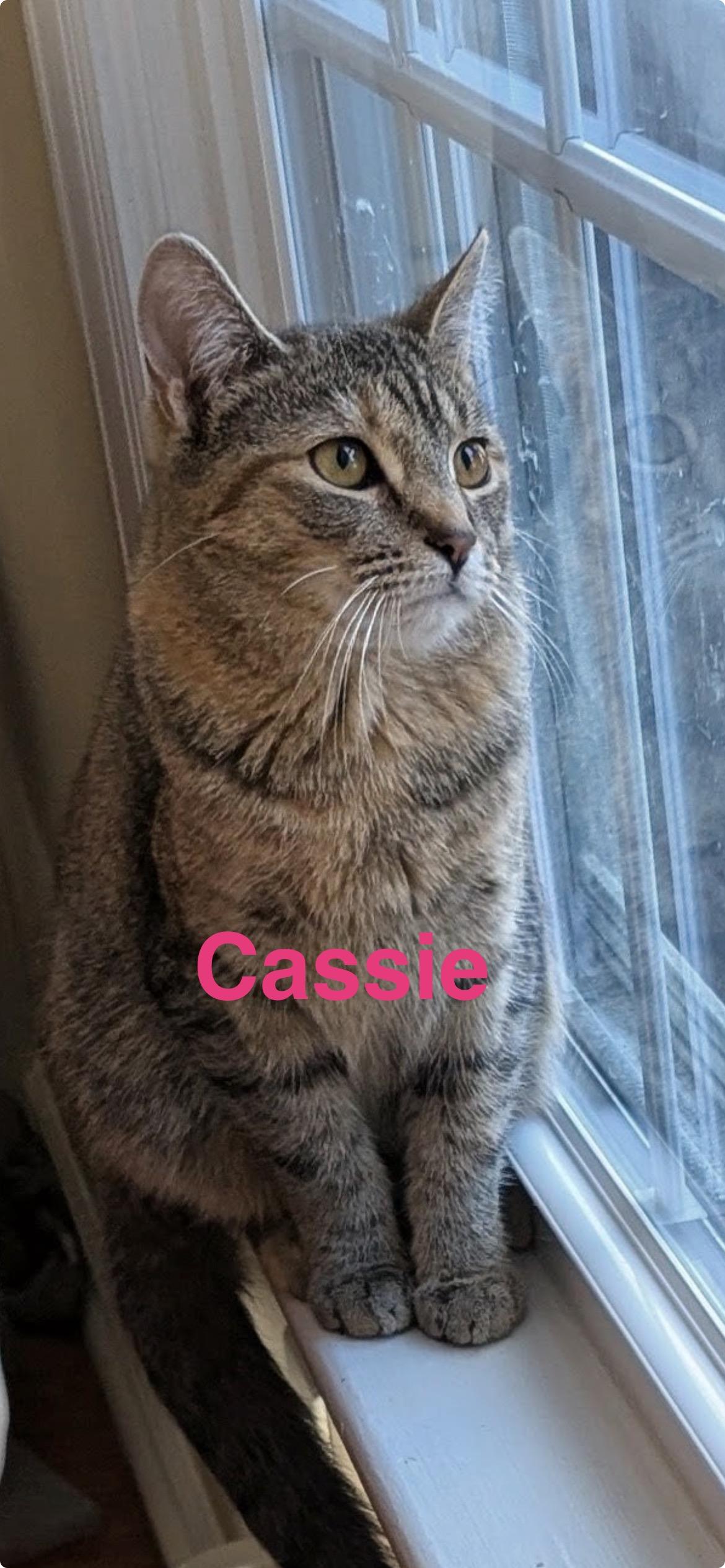 Enlarge Malcolm & Cassie, an adopted Domestic Short Hair in Yardley, PA image 1/6