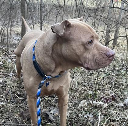 Enlarge Paisley, a Adoptable mixed breed in Independence, MO image 1/3