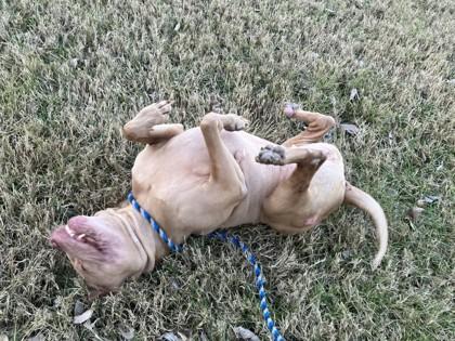 Enlarge Paisley, a Adoptable mixed breed in Independence, MO image 2/3
