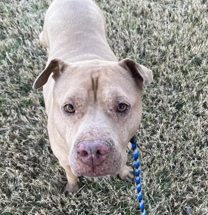 Enlarge Paisley, a Adoptable mixed breed in Independence, MO image 3/3