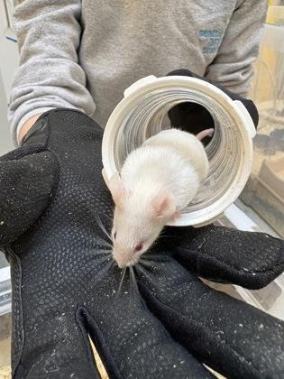 Enlarge Vermont, a Adoptable Mouse in Seattle, WA image 1/2