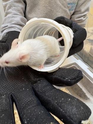 Vermont, Adoptable, Young Female Mouse.