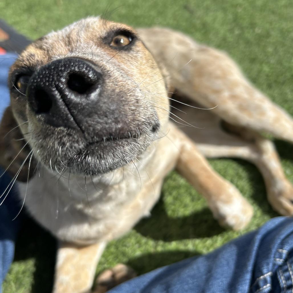 Roan - in foster!, Adoptable, Young Female Cattle Dog.