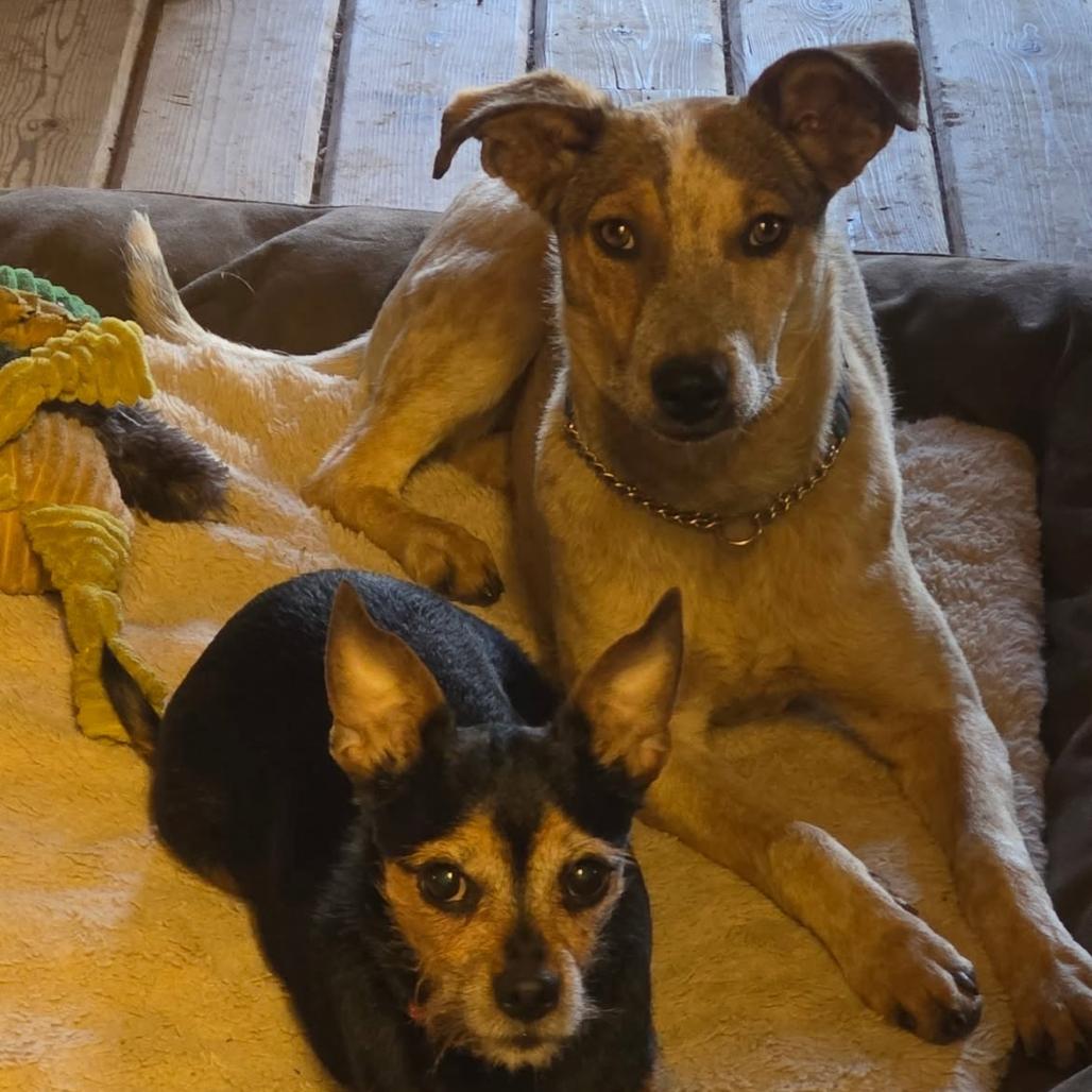 Roan - in foster!, a Adoptable Cattle Dog in Flagstaff, AZ image 2/6