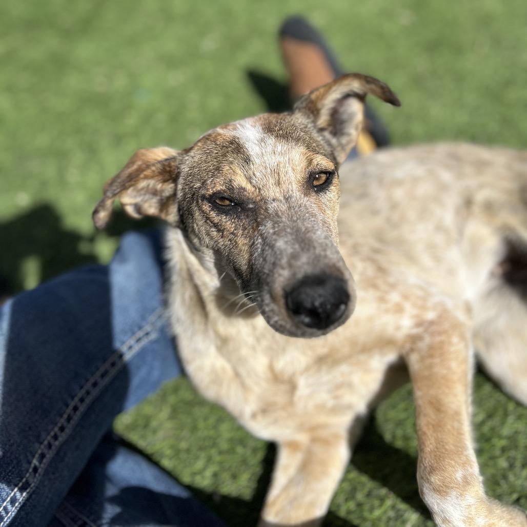 Roan - in foster!, a Adoptable Cattle Dog in Flagstaff, AZ image 3/6