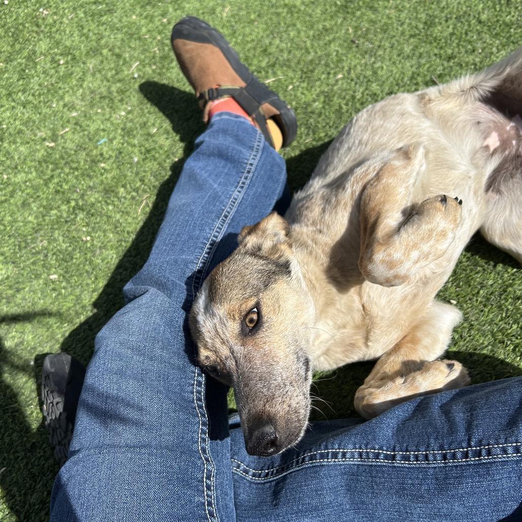 Roan - in foster!, a Adoptable Cattle Dog in Flagstaff, AZ image 4/6