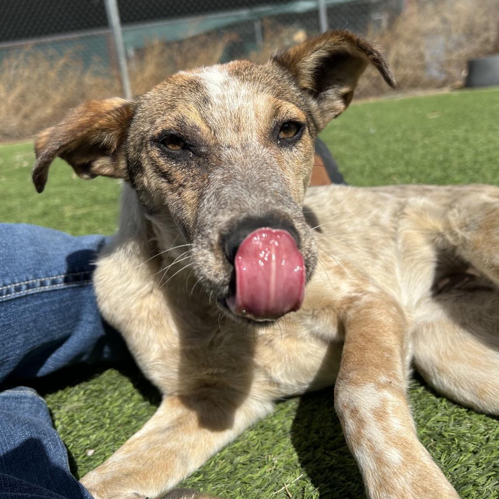 Roan - in foster!, a Adoptable Cattle Dog in Flagstaff, AZ image 5/6