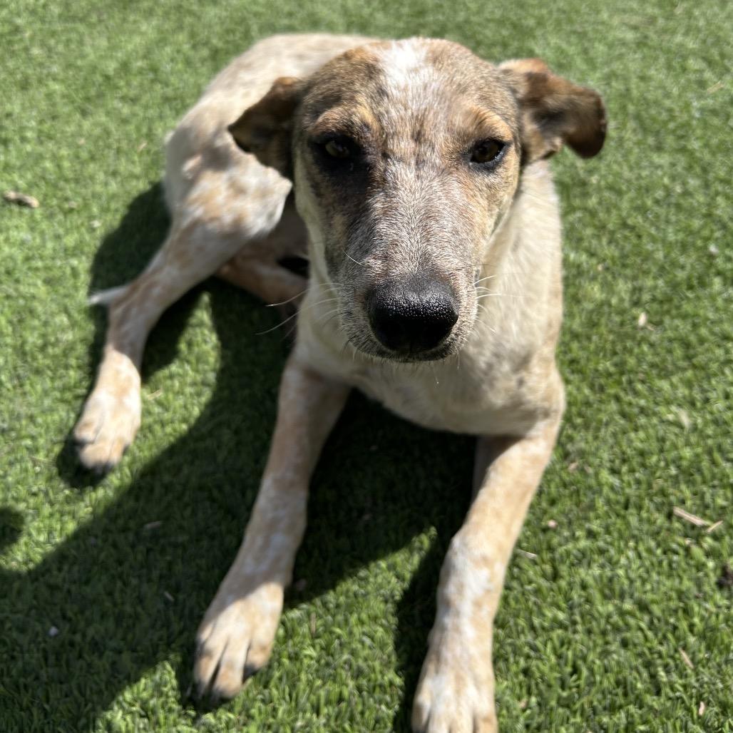 Roan - in foster!, a Adoptable Cattle Dog in Flagstaff, AZ image 6/6