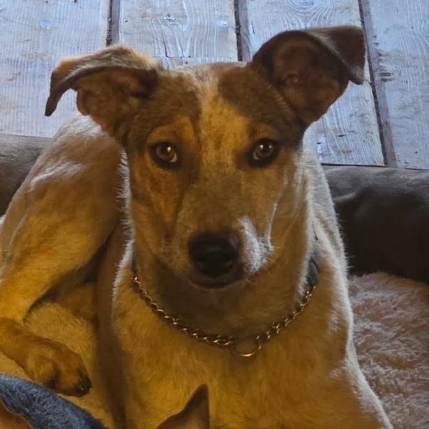 Roan - in foster!, a Adoptable Cattle Dog in Flagstaff, AZ image 6/6