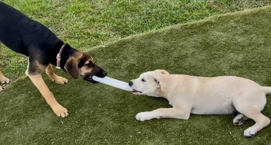 Enlarge Oliver, a Adoptable mixed breed in Rochester, NY image 6/6