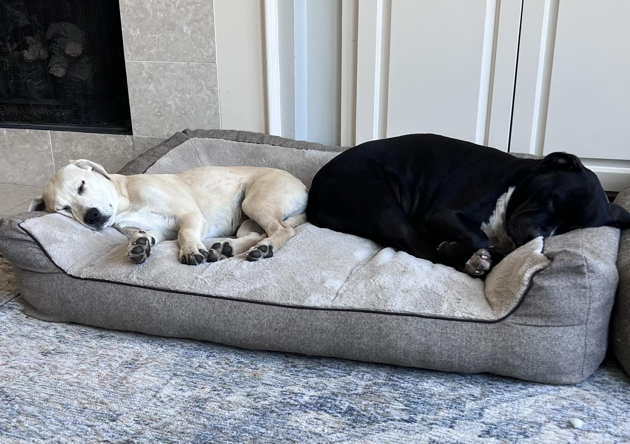 Oliver, Adoptable, Young Male Labrador Retriever & Pit Bull Terrier.