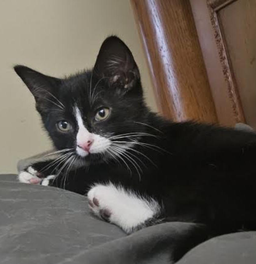 Maxwell, Adoptable, Kitten Male Domestic Short Hair.