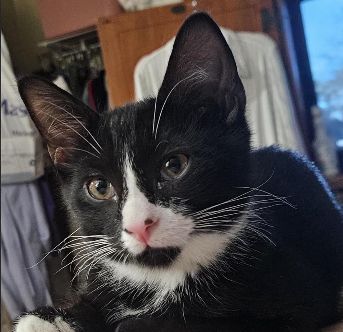 Enlarge Maxwell, a Adoptable Domestic Short Hair in Cincinnati, OH image 3/4