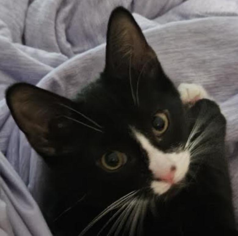 Enlarge Maxwell, a Adoptable Domestic Short Hair in Cincinnati, OH image 4/4