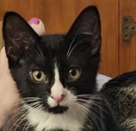 Enlarge Maxwell, a Adoptable Domestic Short Hair in Cincinnati, OH image 2/4