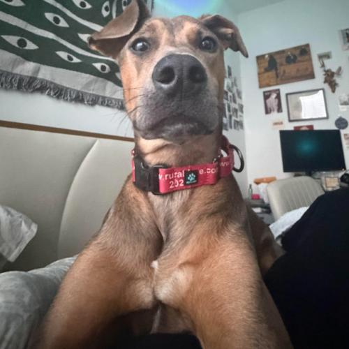 Bambi, Adoptable, Young Female Hound & Mixed Breed.