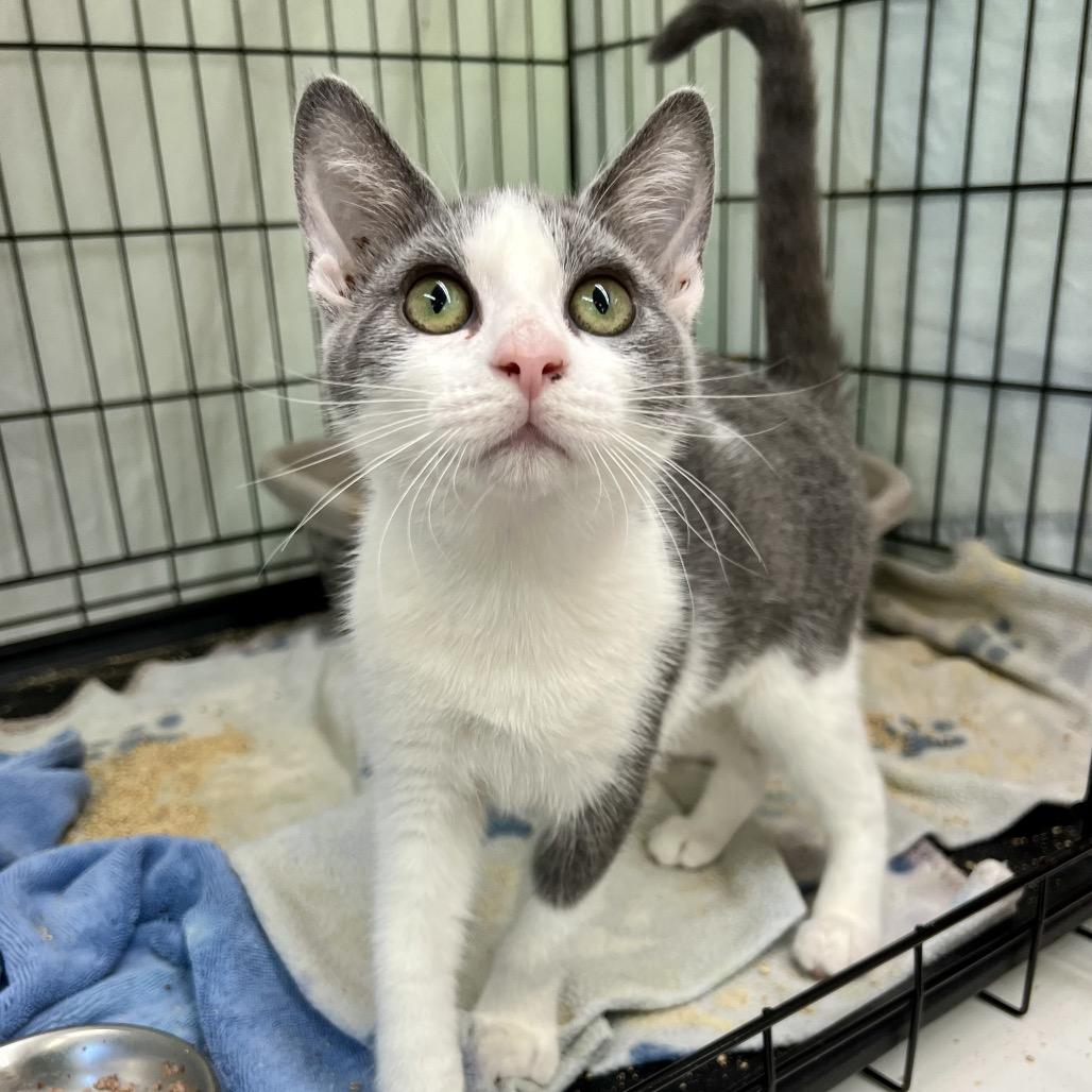 Cinnamon (and Honey), Adoptable, Young Female Domestic Short Hair.