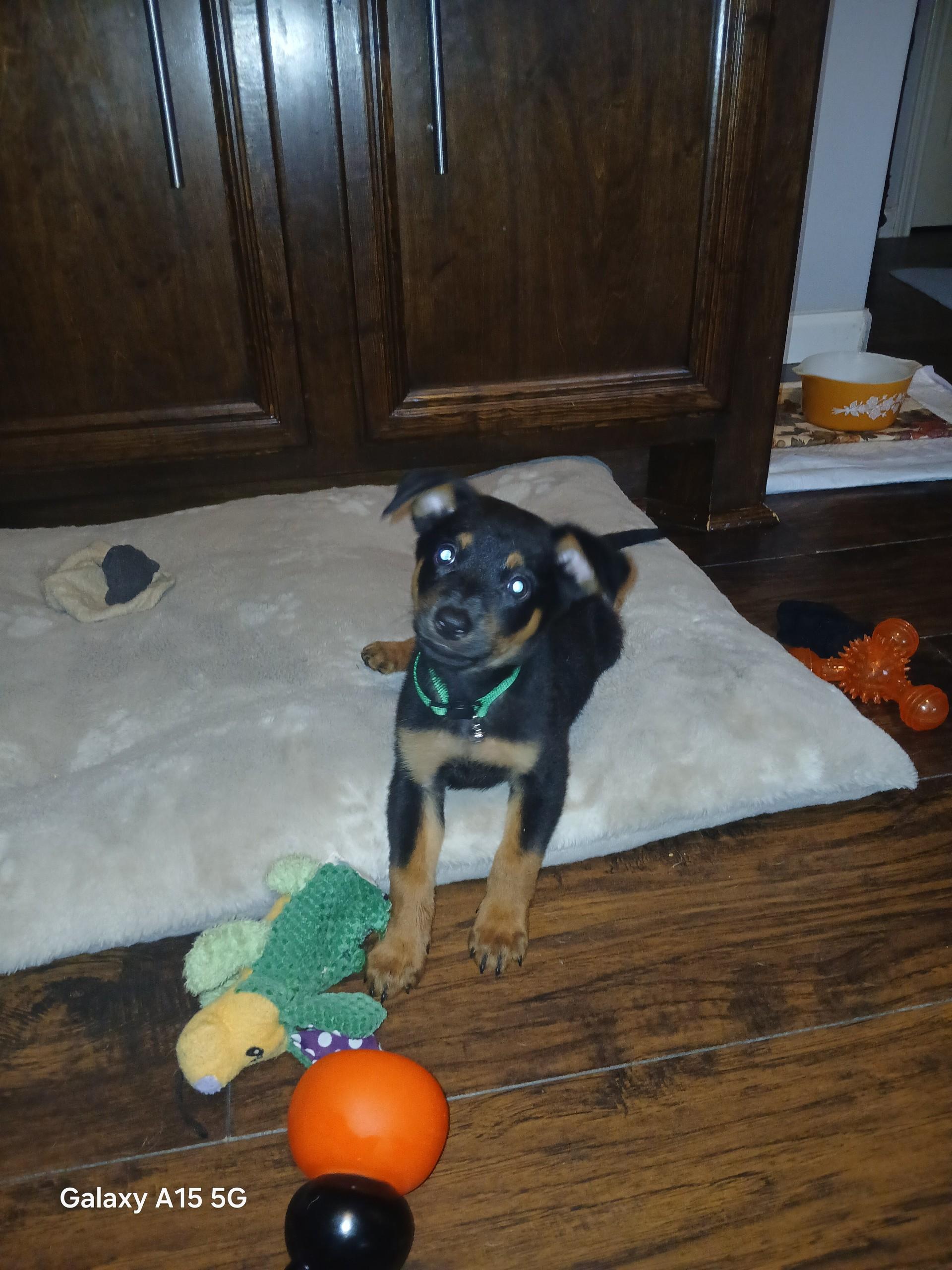 Maxwell, an adopted mixed breed in COLORADO SPRINGS, CO image 5/6