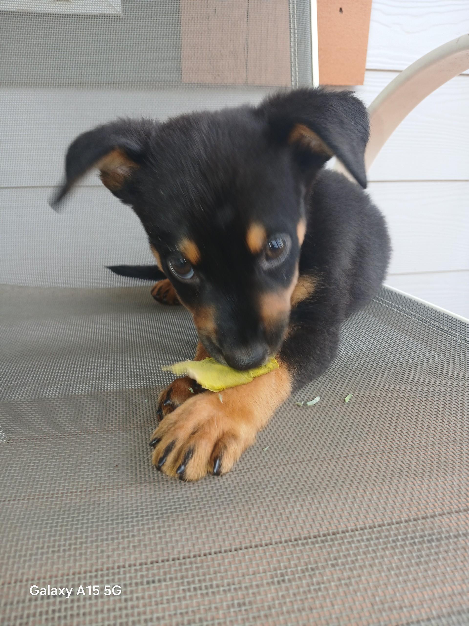 Maxwell, an adopted mixed breed in COLORADO SPRINGS, CO image 1/6