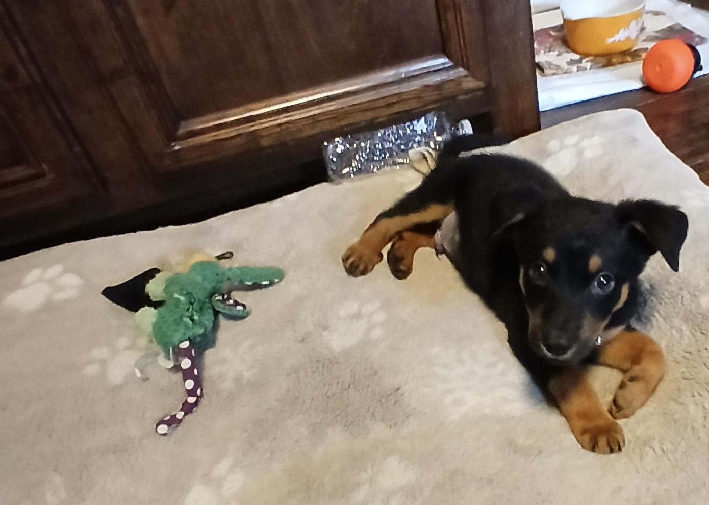 Maxwell, an adopted mixed breed in COLORADO SPRINGS, CO image 3/6
