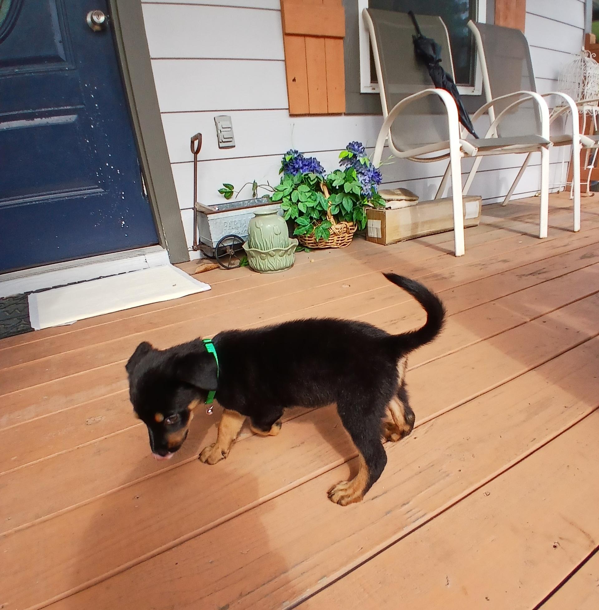 Maxwell, an adopted mixed breed in COLORADO SPRINGS, CO image 4/6